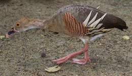 Image of Grass Whistling Duck