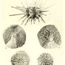 Image of Prionocidaris bispinosa (Lamarck 1816)