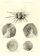Image of Cidaroidea Smith 1984