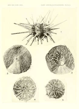 Image of Prionocidaris A. Agassiz 1863