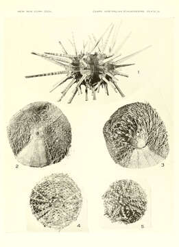 Image of Prionocidaris bispinosa (Lamarck 1816)