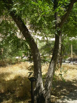 Image of Arizona walnut