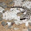 Image of Thick-tailed Tuberculated Gecko