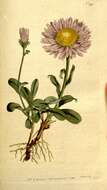 Image of aster