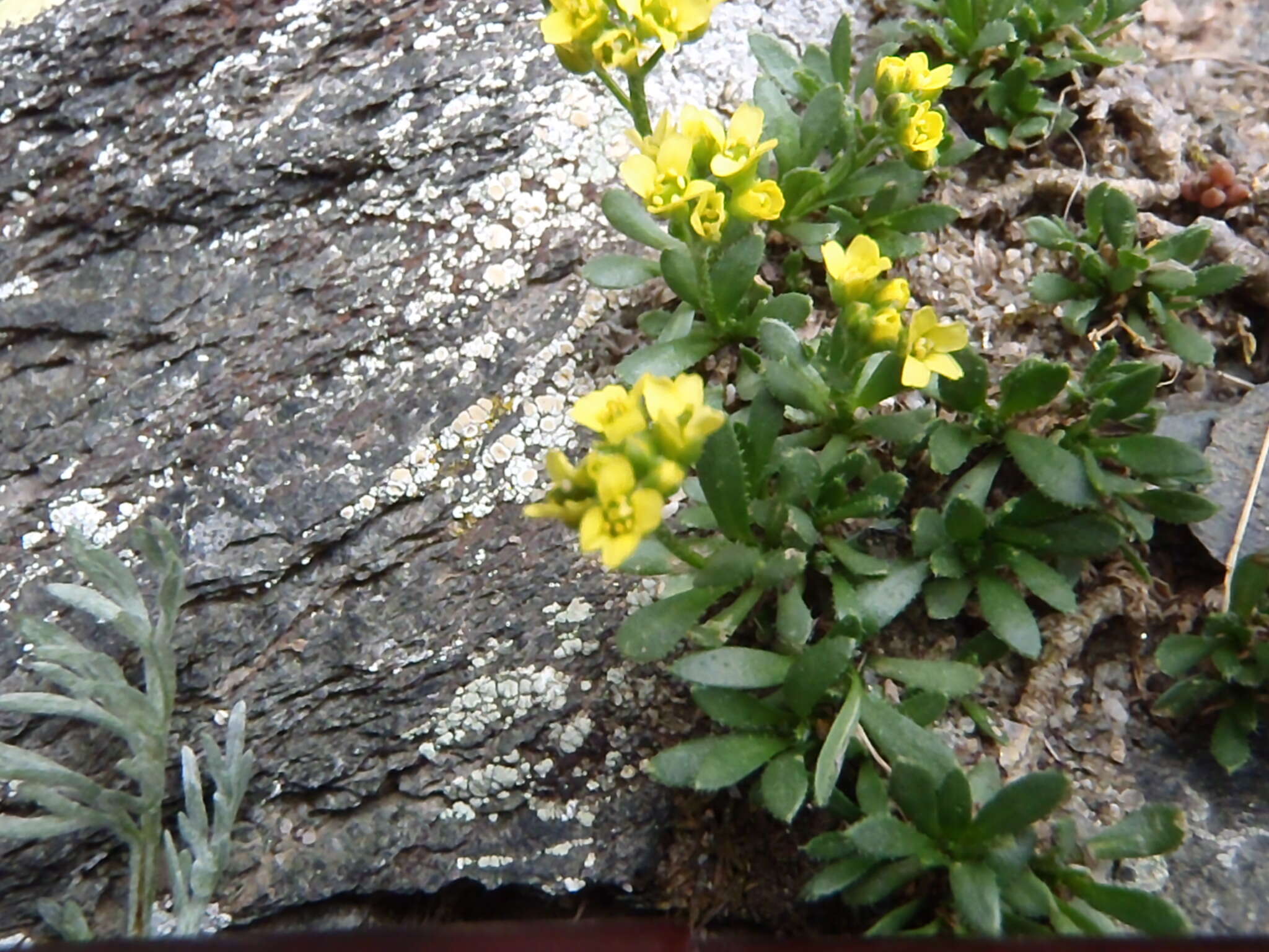 Image of Weber's draba