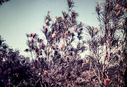 Image of banksia