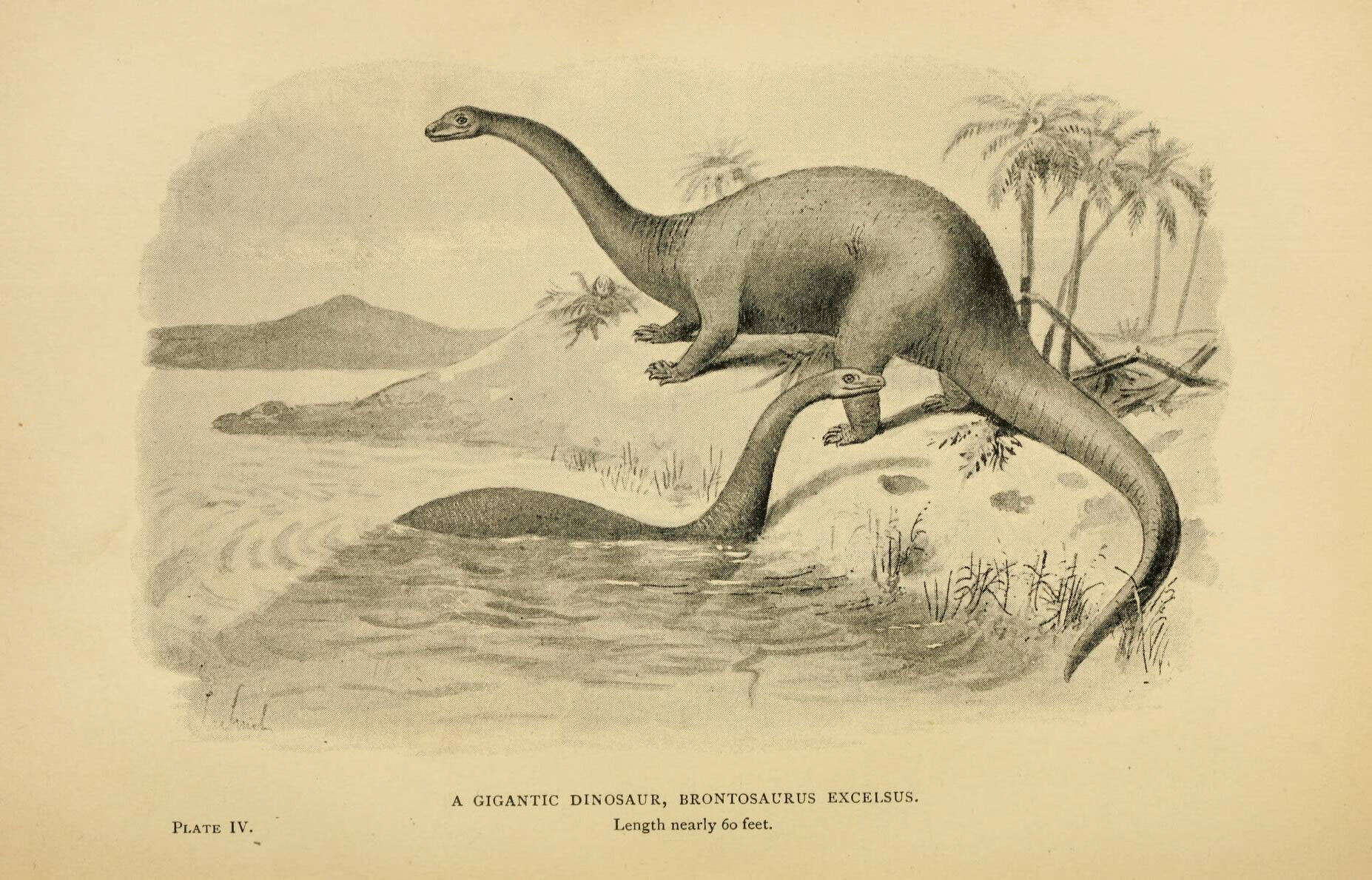 Image of sauropods and relatives