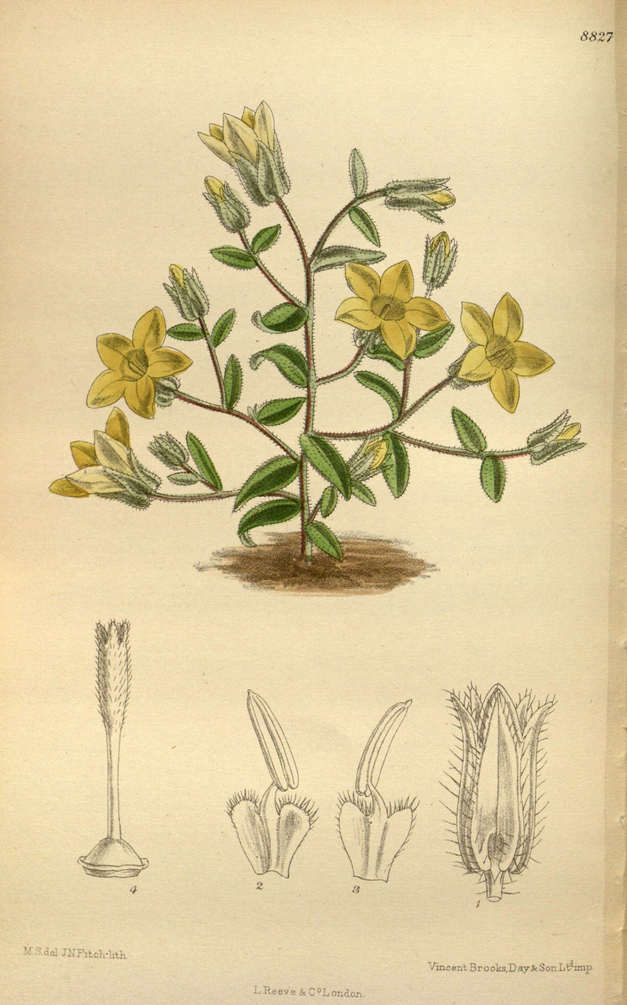 Image of Campanula sulphurea Boiss.