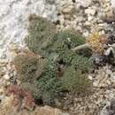 Image of Inyo biscuitroot