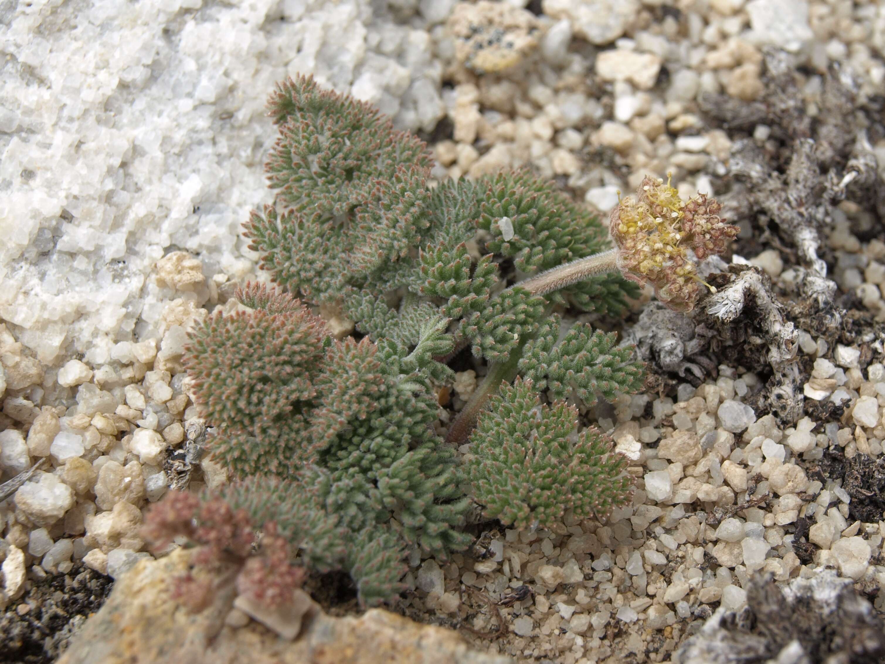 Imagem de Lomatium foeniculaceum (Nutt.) Coult. & Rose