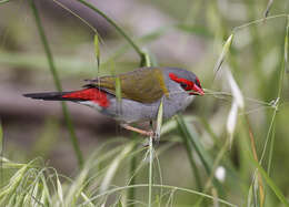 Image of Red-browed Finch