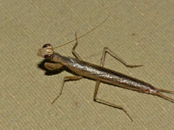 Image of Galepsus