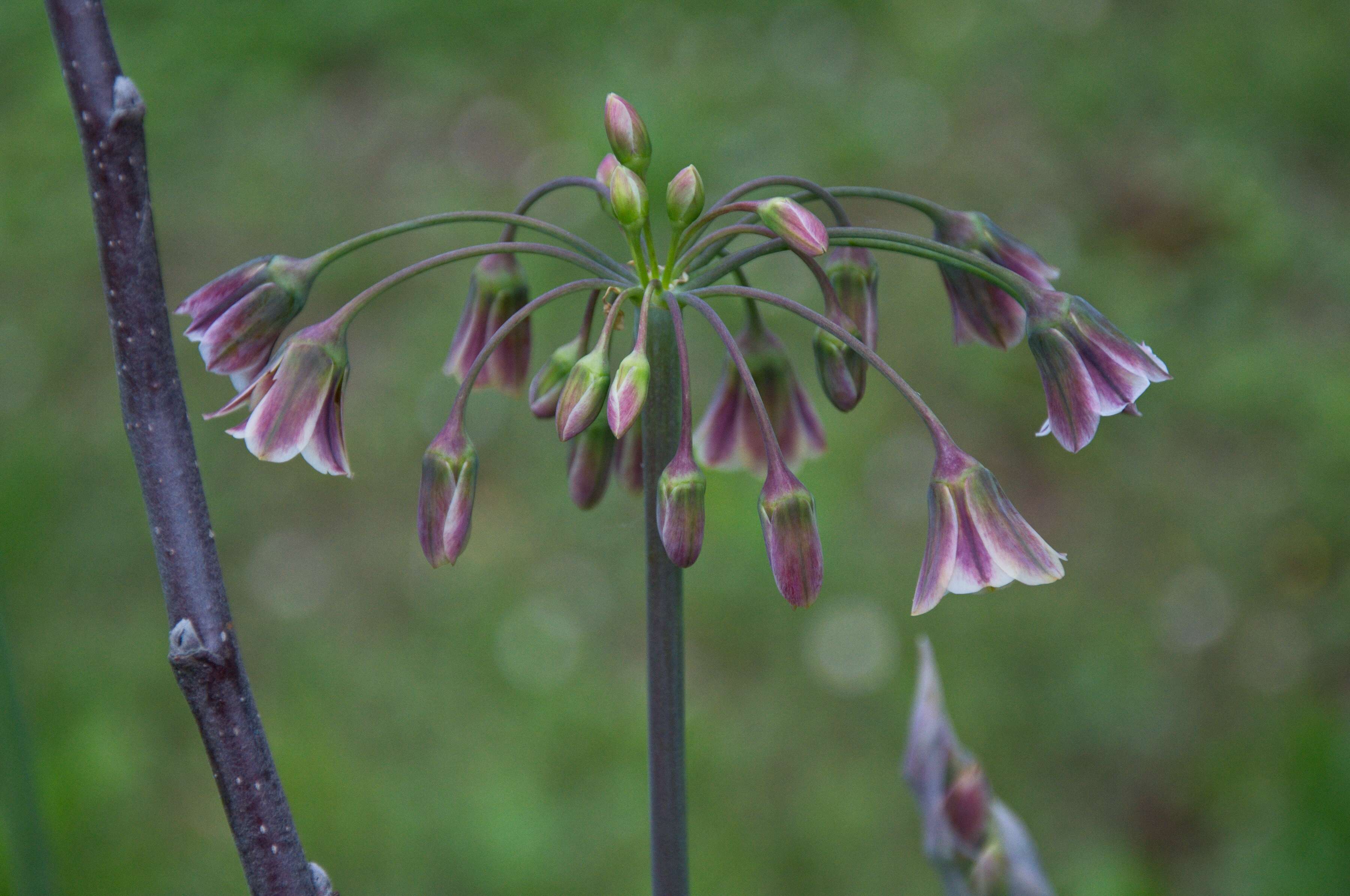 Image of Allium siculum Ucria