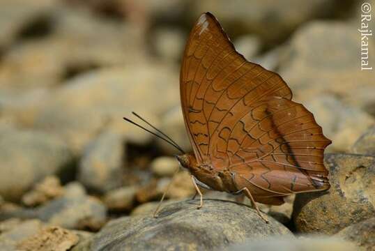 Imagem de Charaxes