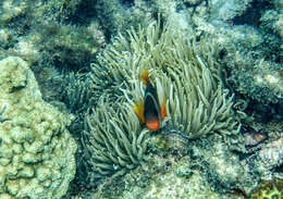 Sivun Amphiprion melanopus Bleeker 1852 kuva