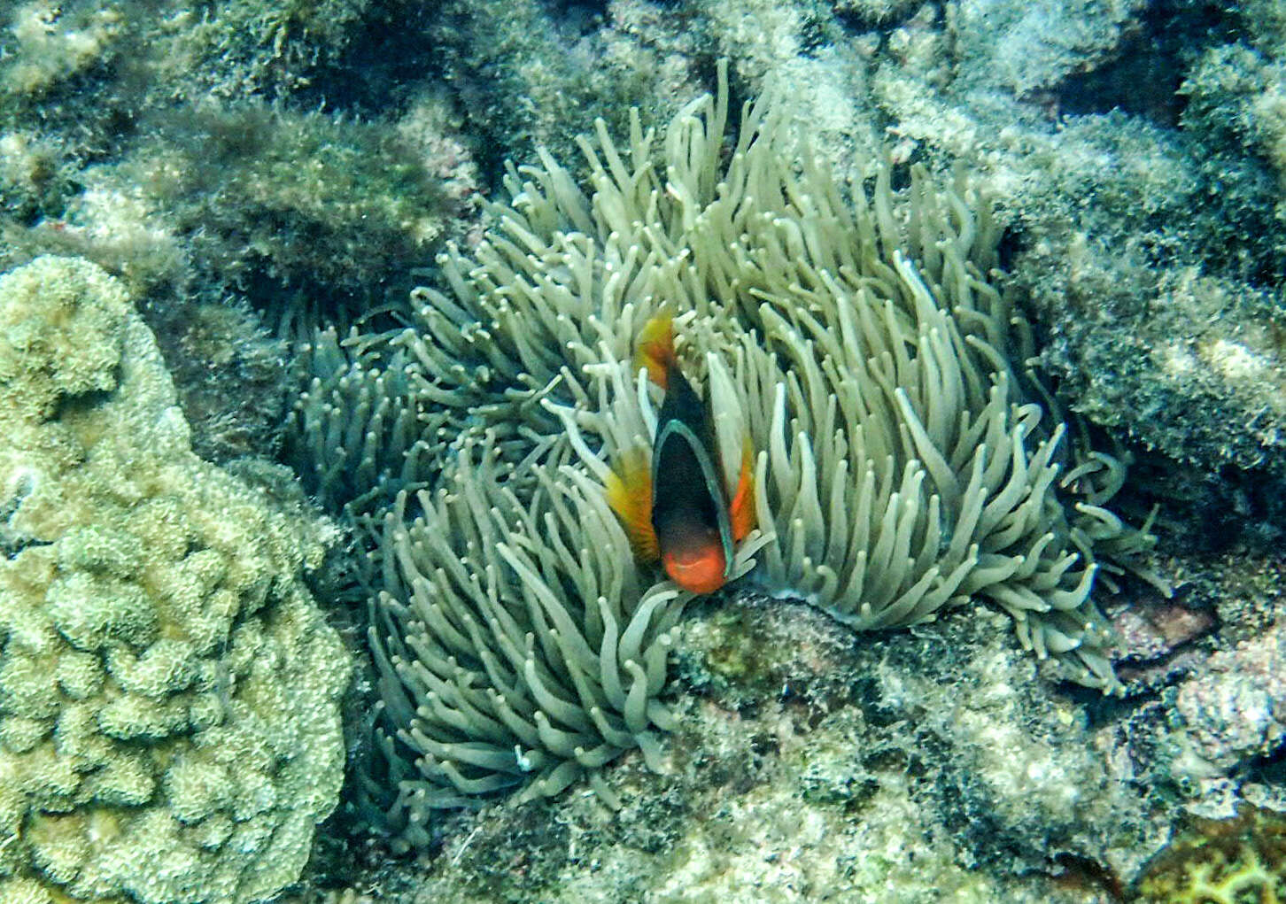 Image of Amphiprion