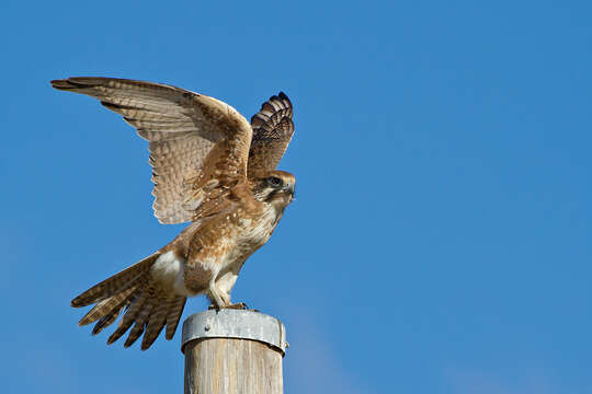 Image of Brown Falcon