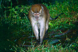 Image of macaques