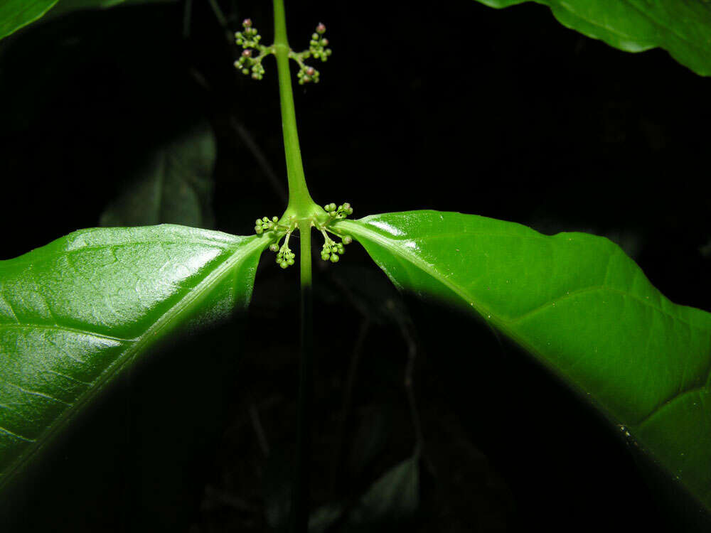 Image of crossopetalum