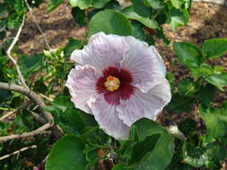 Image of rosemallow