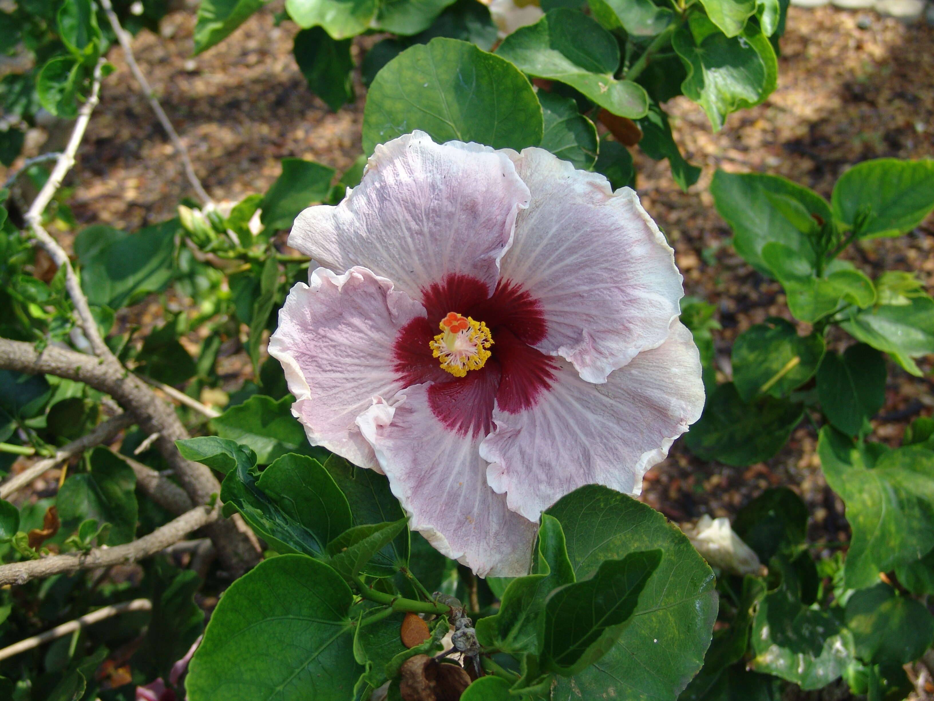 Image of China rose