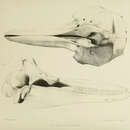 Image of <i>Delphinus eurynome</i> Gray 1846
