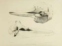 Слика од <i>Delphinus eurynome</i> Gray 1846