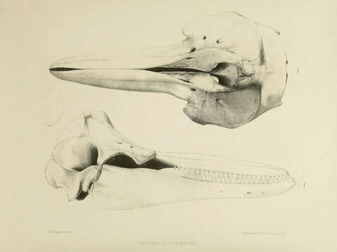 Image of <i>Delphinus eurynome</i> Gray 1846