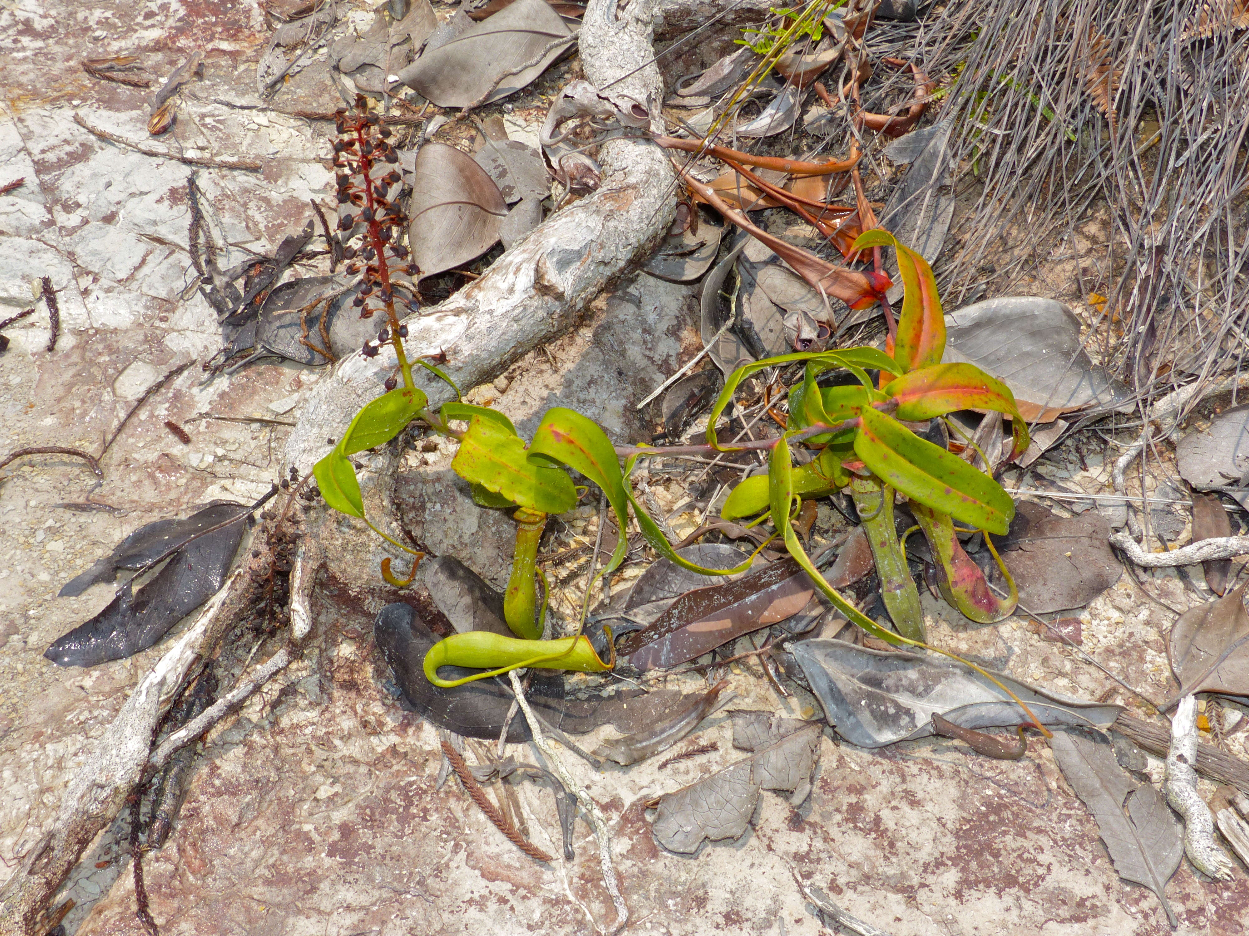 Image of slender pitcher plant