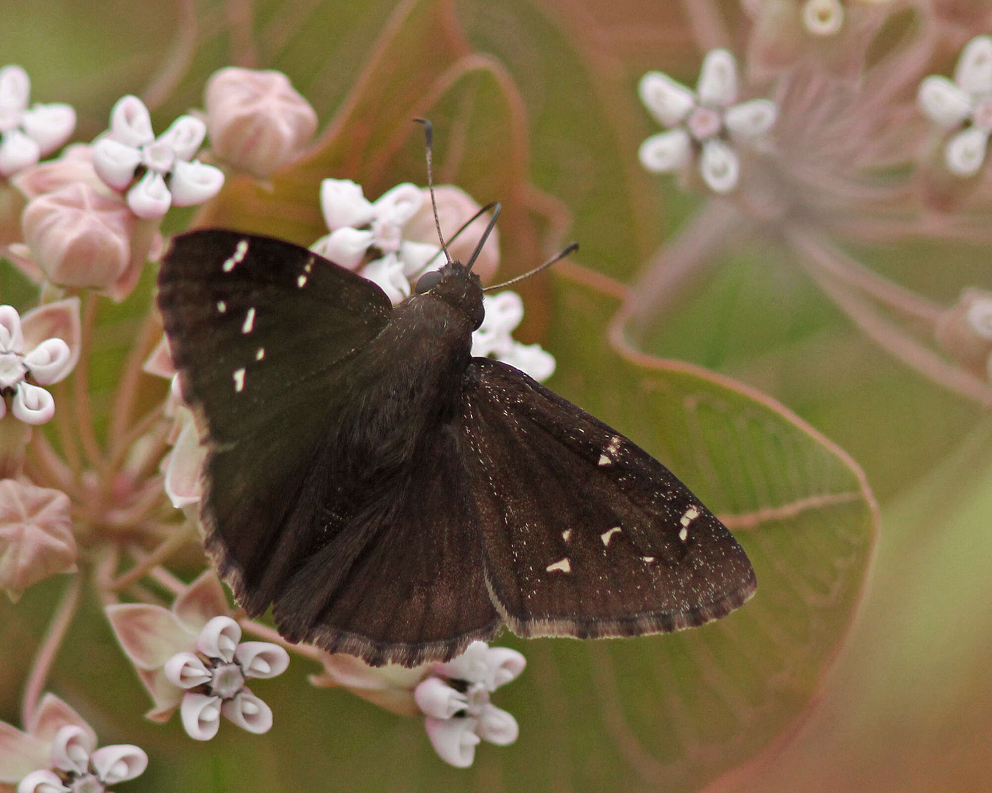 Image of Northern Cloudywing