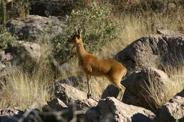 Image of Oreotragus A. Smith 1834