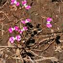 Image de Stylidium longitubum Benth.