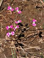 Sivun Stylidium longitubum Benth. kuva