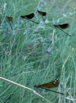 Image of Copper Demoiselle