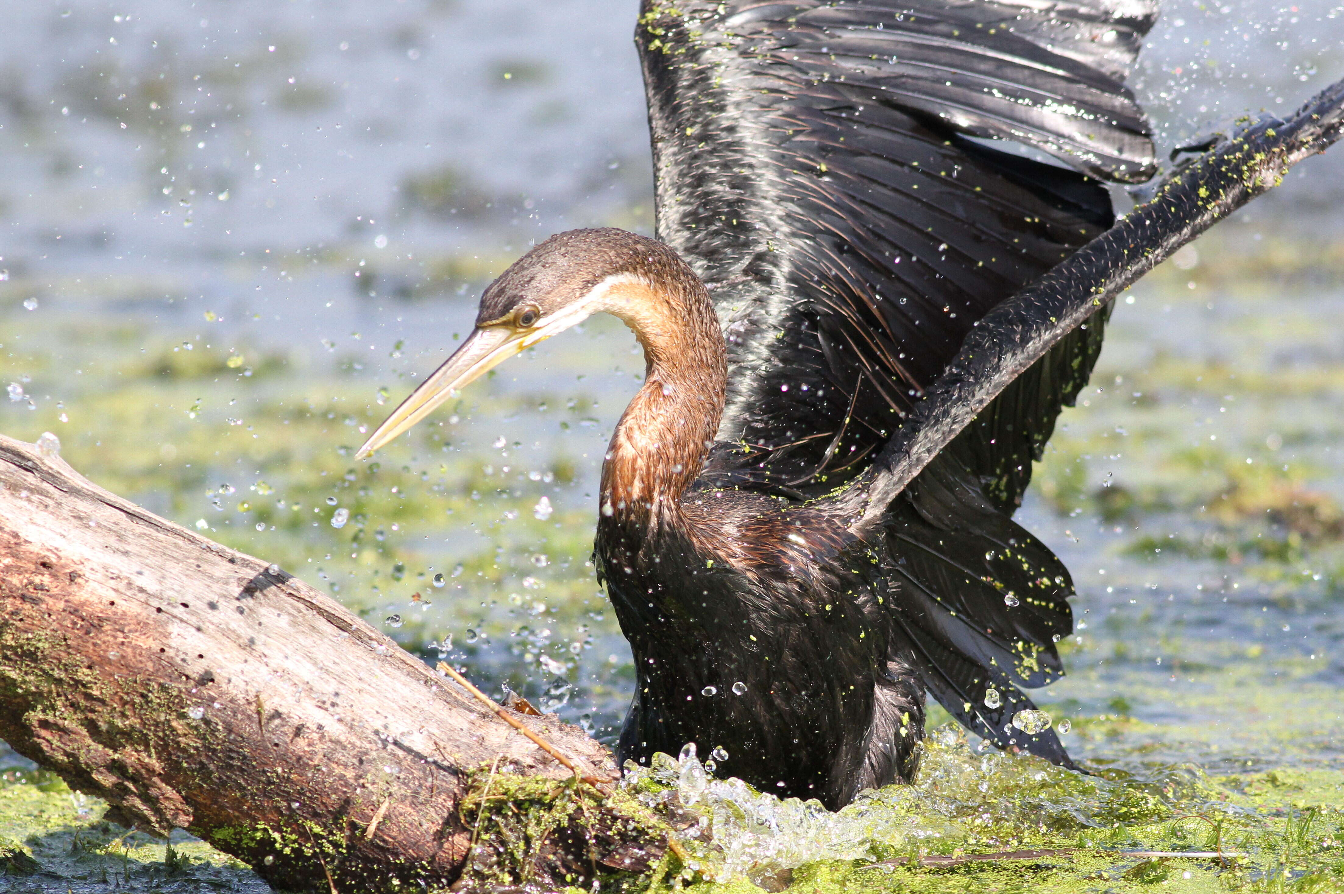 Plancia ëd Anhinga rufa (Daudin 1802)