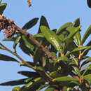 Image of Leafy Oak Gall Wasp