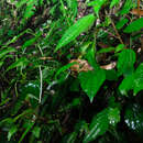 Image of Piper pedicellatum C. DC.