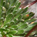 Image of Stylidium bindoon Lowrie & Kenneally