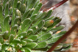 Image of Stylidium bindoon Lowrie & Kenneally