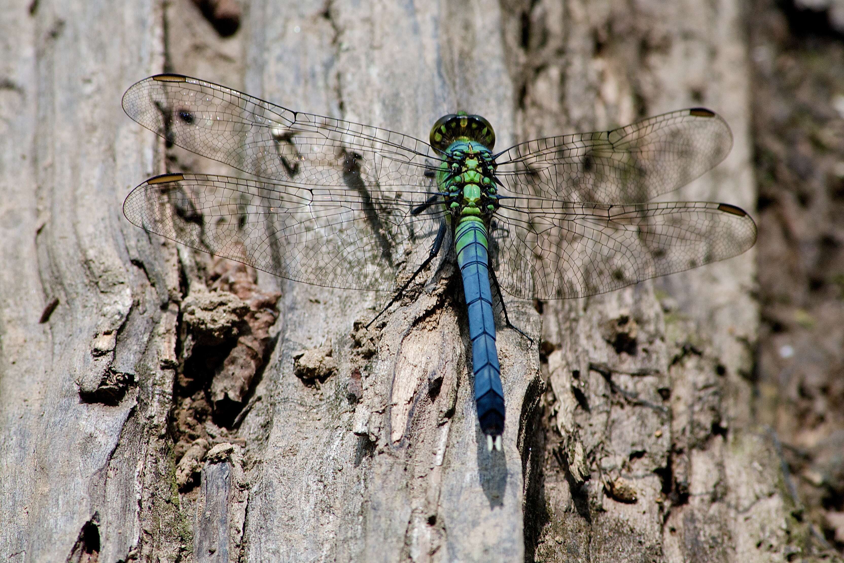 Image of Eastern Pondhawk