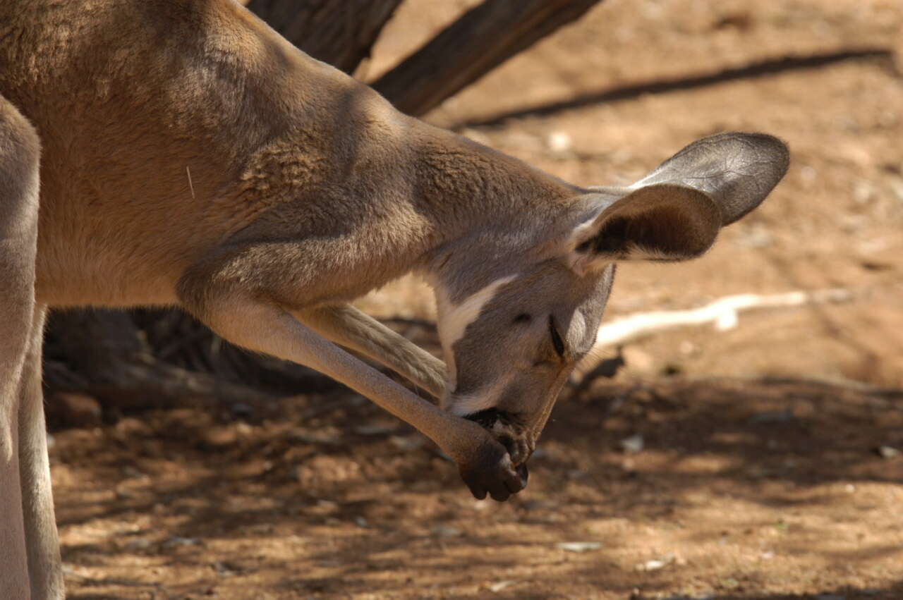 Image of Red kangaroo