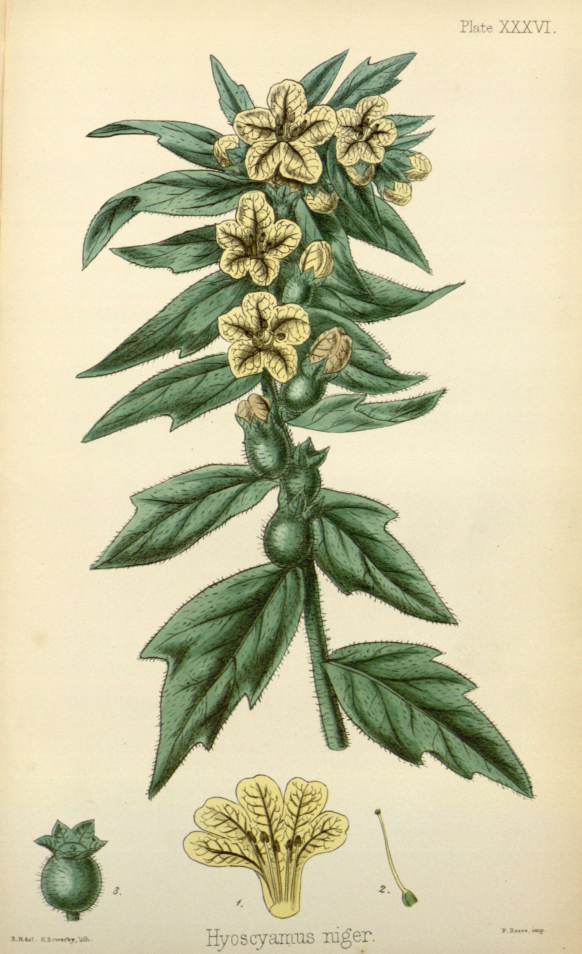 Image of henbane