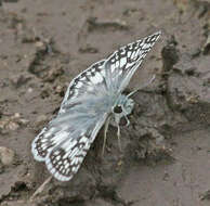 Image of Common Checkered Skipper