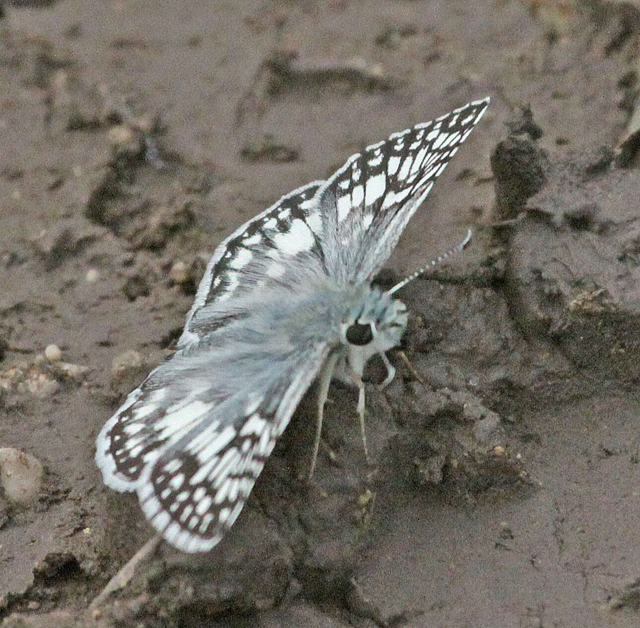 Image of Checkered-Skippers