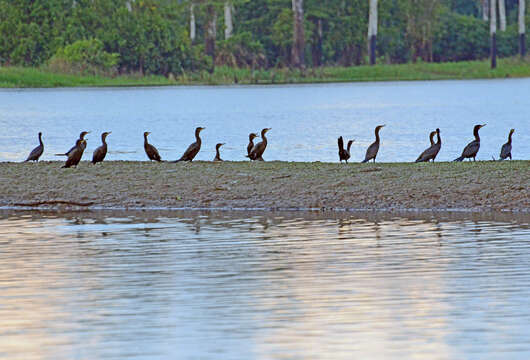 Image of neotropic cormorant