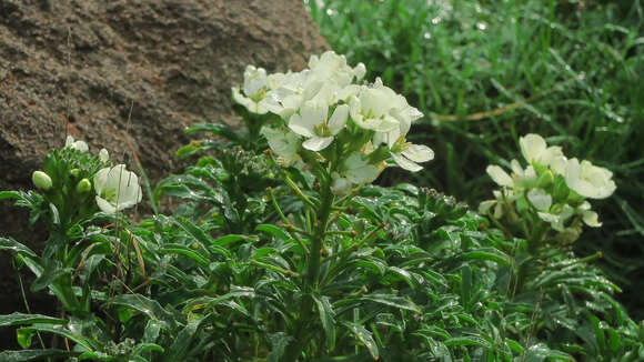 Image of Erysimum concinnum Eastw.