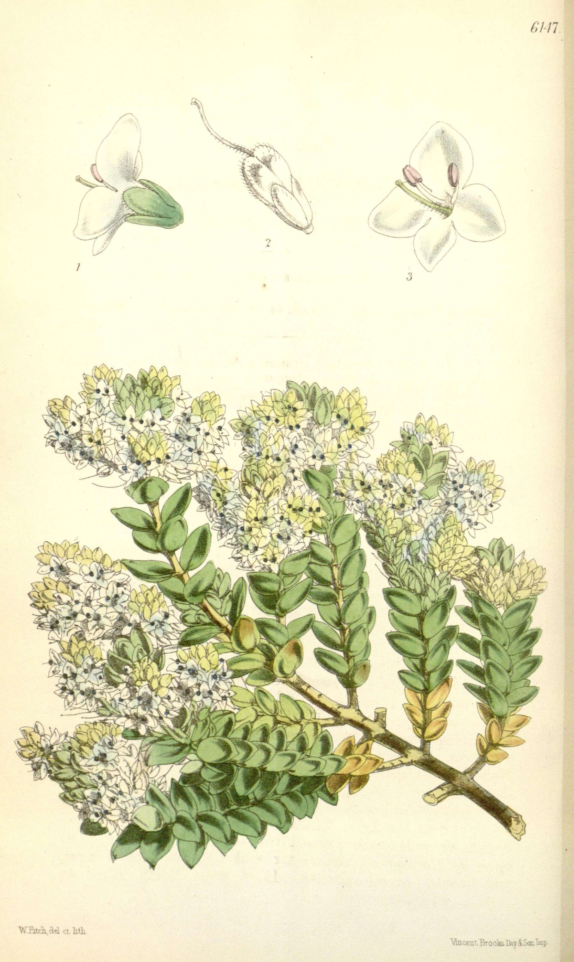 Image of Veronica pinguifolia Hook. fil.