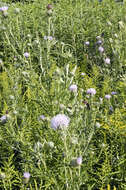 Image of field thistle