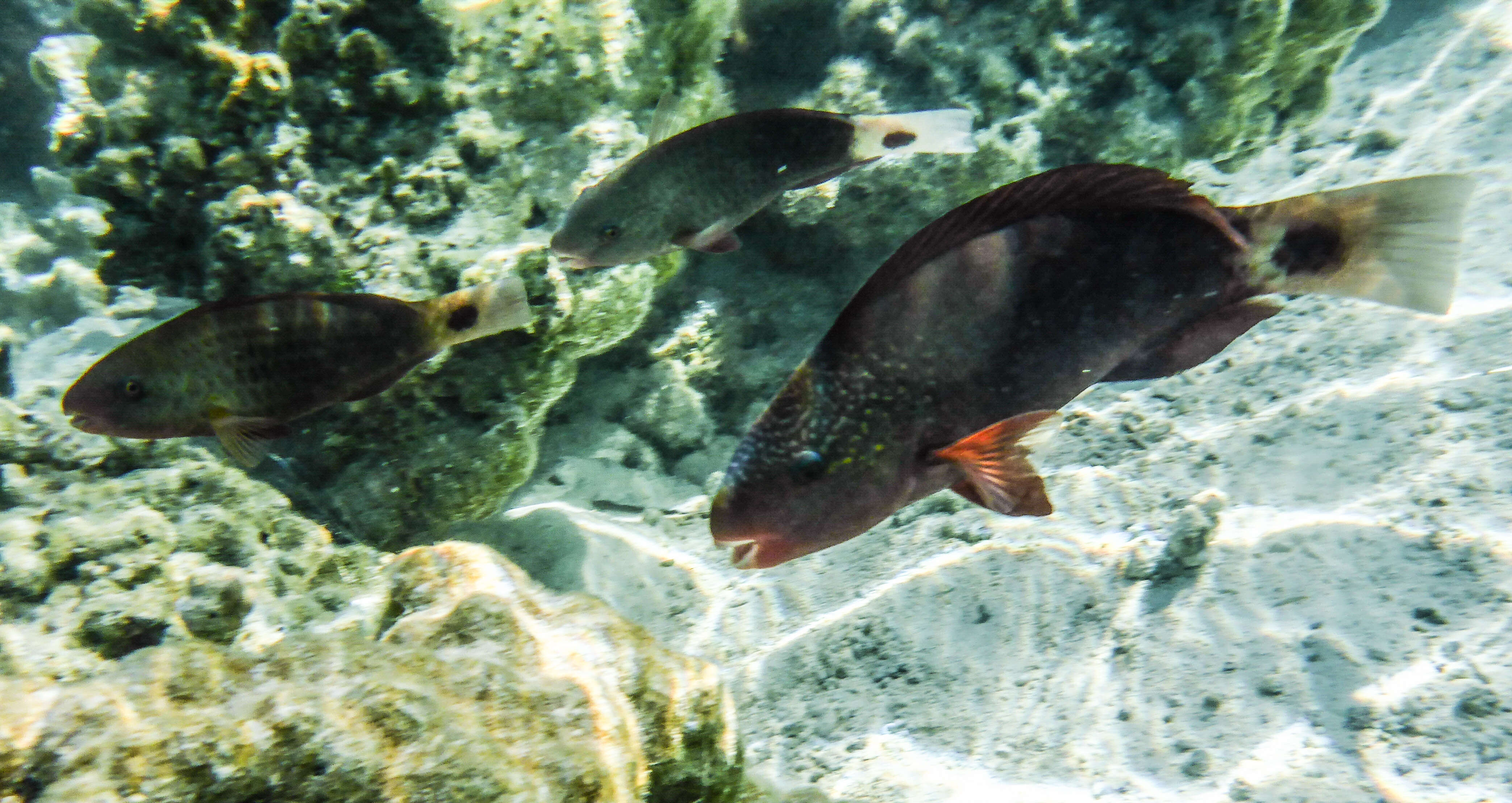 Image of Pacific bullethead parrotfish