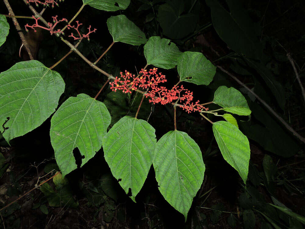 Image of Cissus biformifolia Standl.